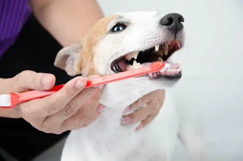 Do Pets Require Professional Teeth Cleaning Services?