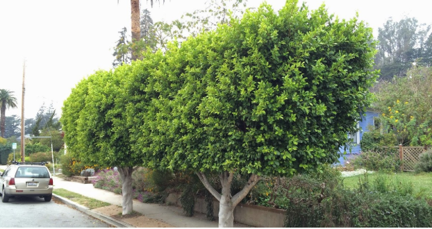 Fastest-growing trees