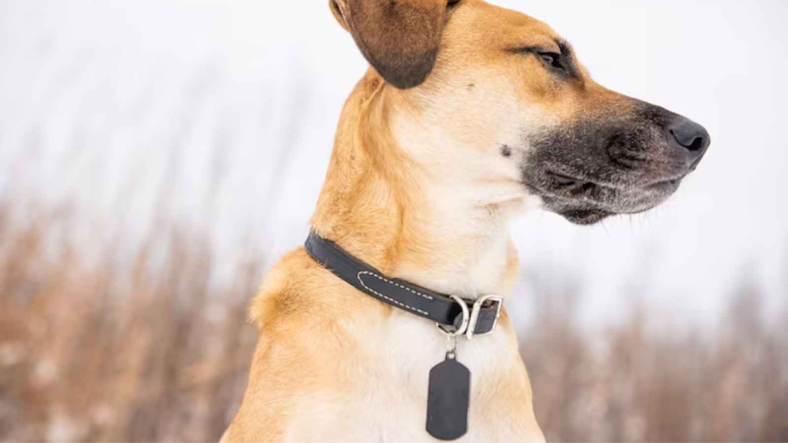 Are Leather Dog Collars Better Than Nylon?