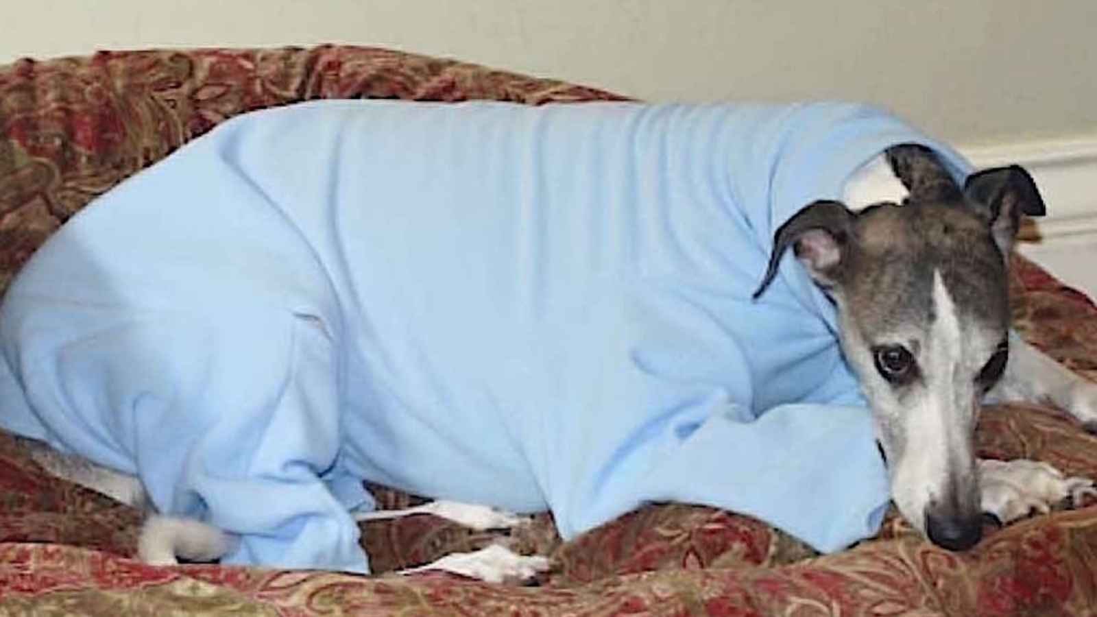 How Many Sweaters Should Your Whippet Dog Have?
