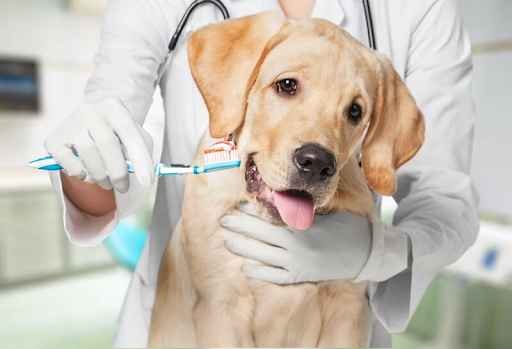 pets dental scaling